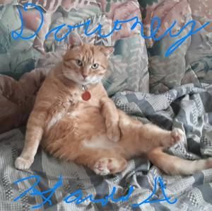 Meet your Posher, Harold